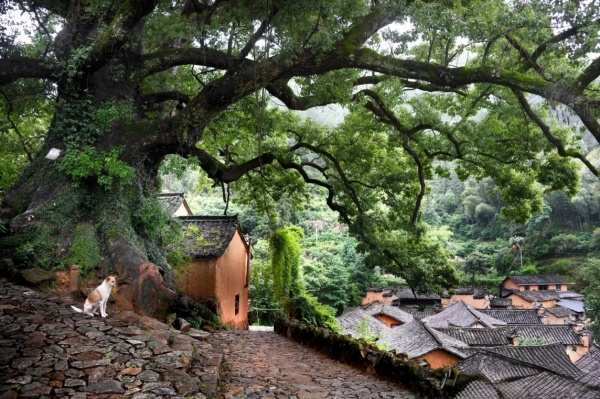 20250812164045689afe0d767a0.jpg 楊家堂村.jpg